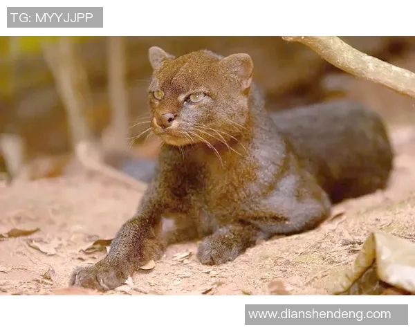 探索PEL野猫的独特魅力与生态价值，揭示其在自然界中的重要角色与保护意义